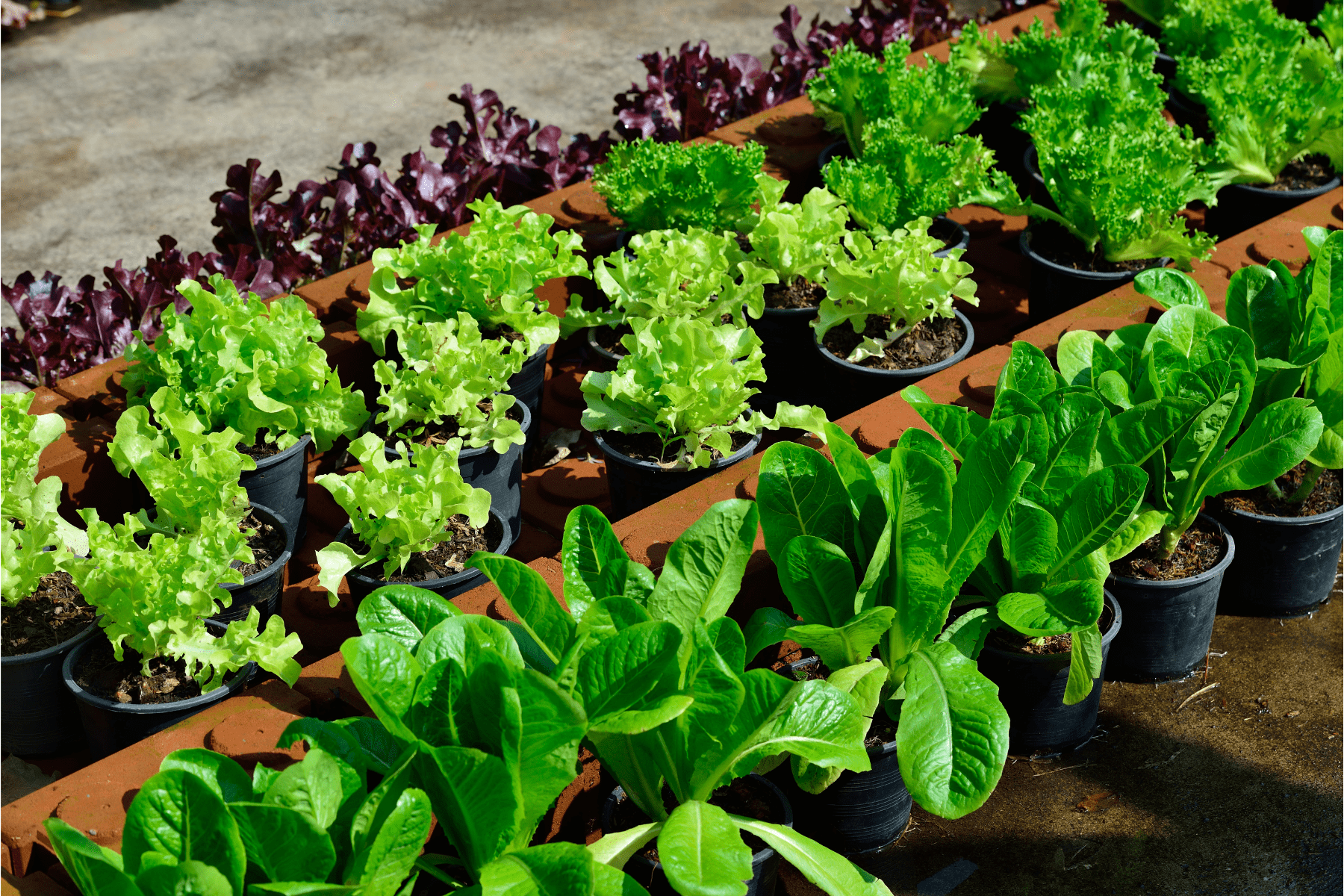 Mini horta no corredor ou varanda → Dicas para cultivar mudas e ervas frescas